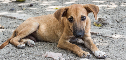 como se sacrifican los perros