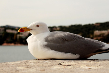 Foto cubierta